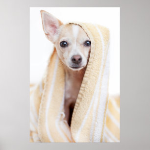 Poster Un Chihuahua Tan Et Blanc Se Trouve Sous Une Servi