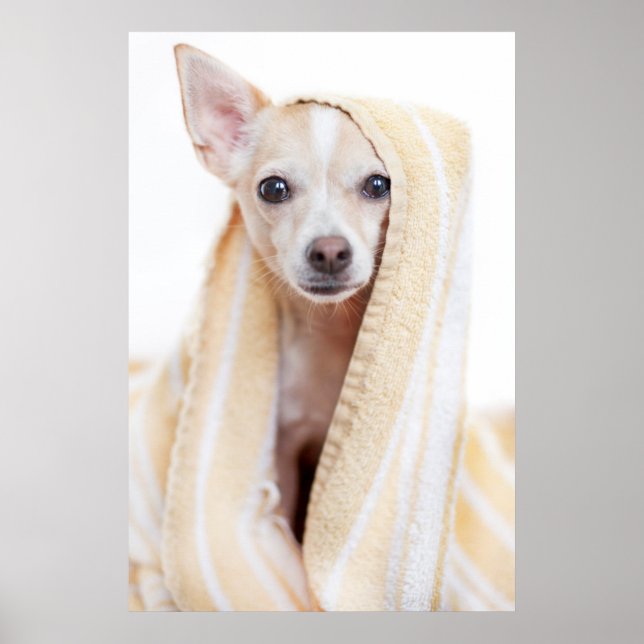 Poster Un Chihuahua Tan Et Blanc Se Trouve Sous Une Servi (Devant)