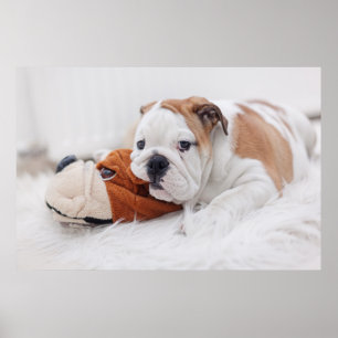 Poster Un chiot Bouledogue Anglais jouant avec un Bouledo
