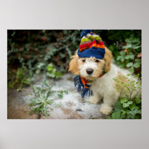 Poster Un Chiot De Cavacon Doux Dans Un Casquette D'Hiver