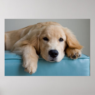 Poster Un chiot de golden retriever