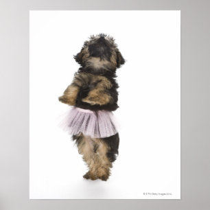 Poster Un chiot de Yorkie-poo dans un tutu sur ses jambes