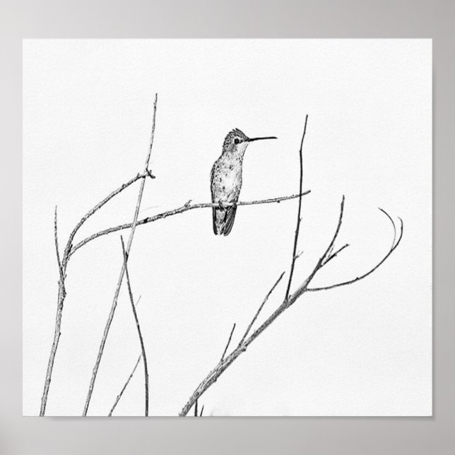 Poster Un colibri sur un bâton (Devant)
