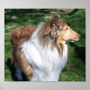 POSTER UN COLLIE