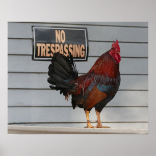 Poster Un coq garde une clé Porche Ouest