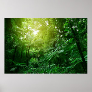 Poster Un couvert d'arbres illuminé dans la jungle tropic