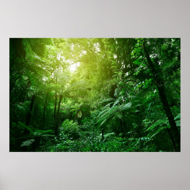 Poster Un couvert d'arbres illuminé dans la jungle tropic (Devant)