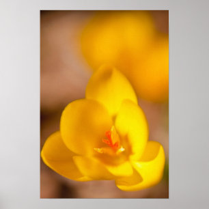 Poster Un crocus jaune fleurit à Portsmouth, Nouveau