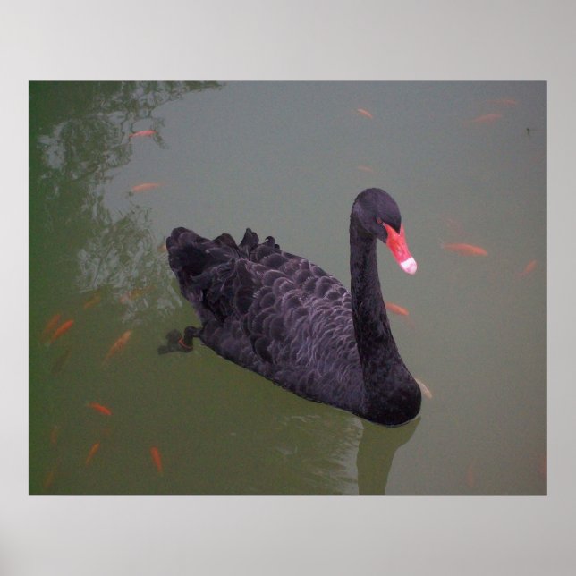 Poster Un cygne noir sur l'eau (Devant)