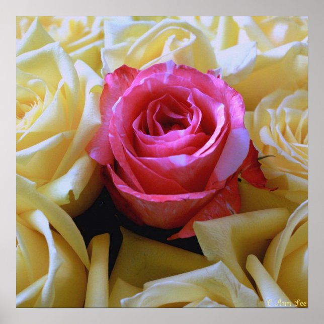 Poster Un de l'amour du genre, beauté unique rose rose ro (Devant)