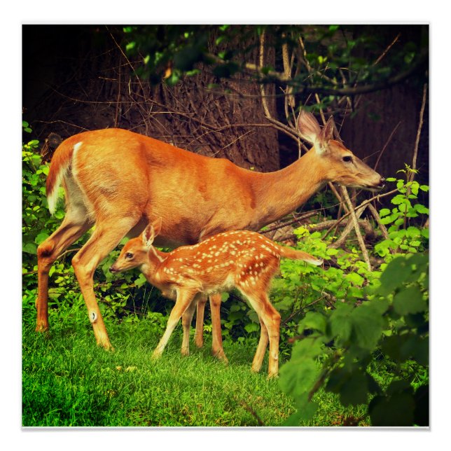 Poster Un doe et son père (Devant)