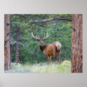 Poster Un élan regardant en arrière   Montagnes Rocheuses