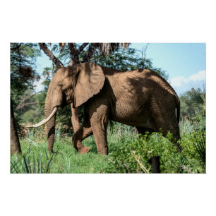 Poster Un éléphant africain au Safari