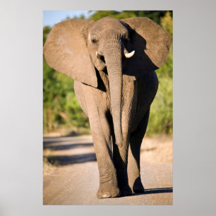 Poster Un éléphant d'Afrique (Loxodonta Africana) marche