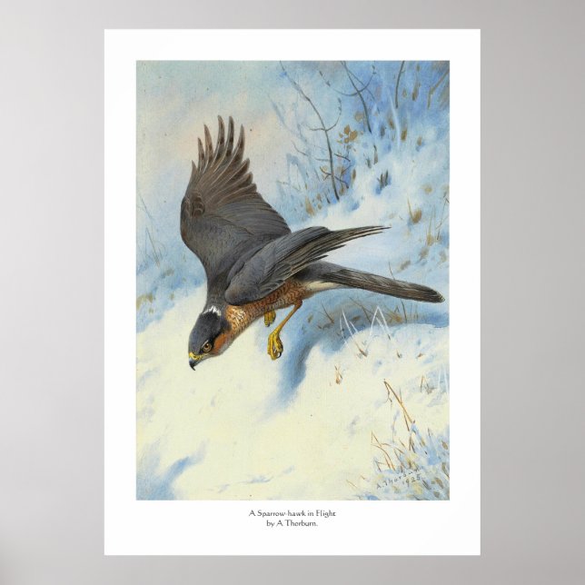 Poster Un faucon-mouche en vol (Devant)