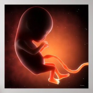 Poster Un foetus âgé de deux mois
