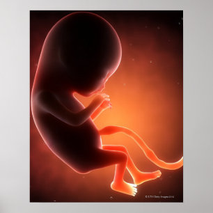 Poster Un foetus âgé de deux mois