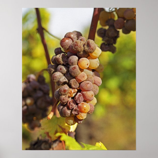 Poster Un grappe moisi de raisins Semillon au Ch Raymond  (Devant)
