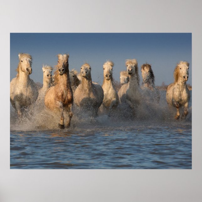 Poster Un Groupe De Chevaux Blancs En Camargue (Devant)