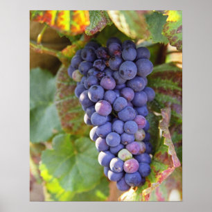 Poster Un groupe de raisins Pinot Noir dans un Chambertin
