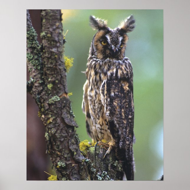 Poster Un hibou à longues oreilles perché sur une branche (Devant)