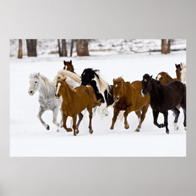 Poster Un hiver pittoresque de chevaux sur le (Devant)