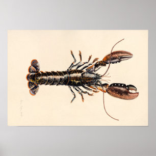 Poster Un homard de Solva