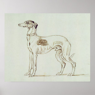 Poster Un hound gris, face gauche (stylo et encre sur pap