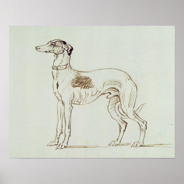 Poster Un hound gris, face gauche (stylo et encre sur pap (Devant)