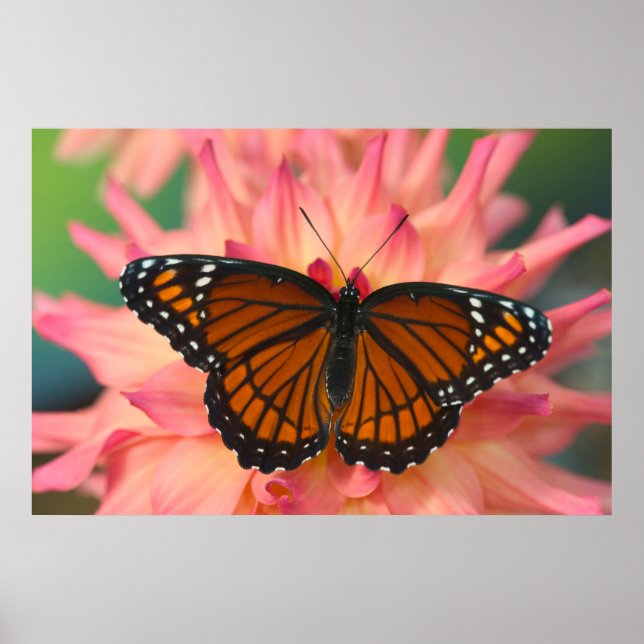 Poster Un imitateur du monarque papillon (Devant)