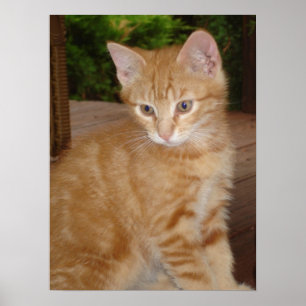 Poster Un kit mignon !