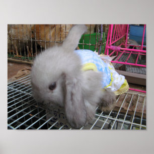 Poster Un lapin en robe か わ い い 幸 せ