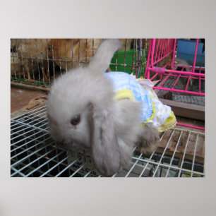 Poster Un lapin en robe か わ い い 幸 せ