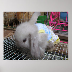 Poster Un lapin en robe か わ い い 幸 せ
