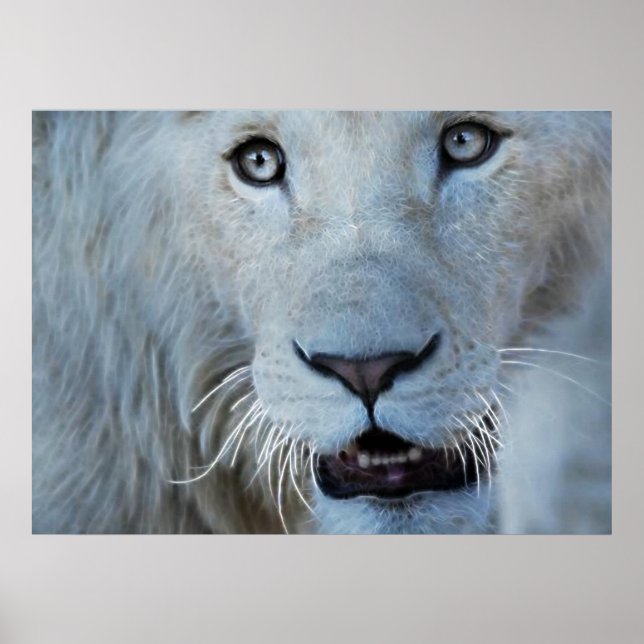 Poster Un lion blanc en Afrique du Sud (Devant)