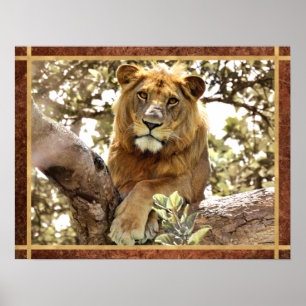 Poster Un lion dans un arbre photo