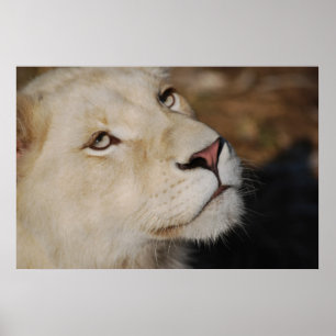 Poster Un lion doux face à l'Afrique du Sud