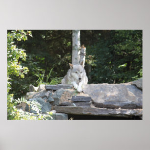 Poster Un loup de bois de construction au repos