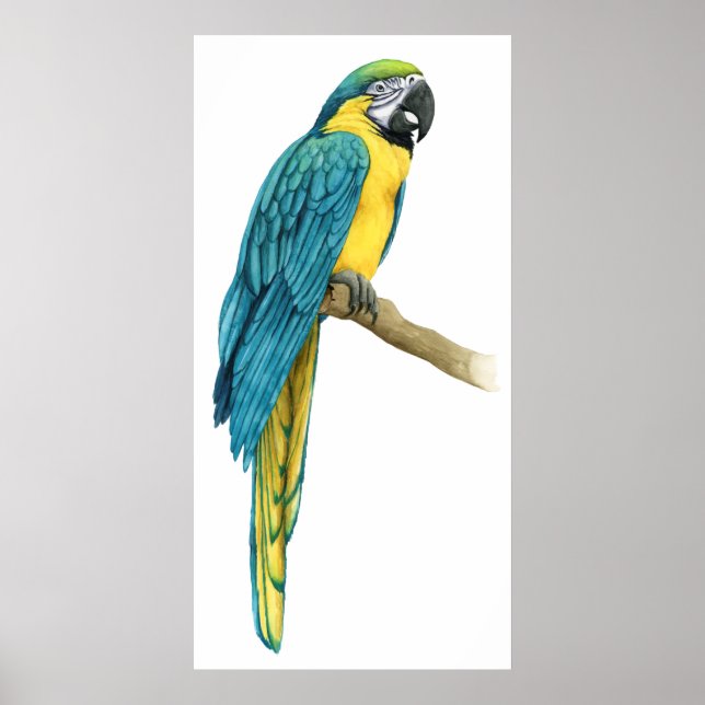 Poster Un Macaw Turquoise (Devant)