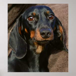 Poster Un magnifique portrait d'animal de dachshund
