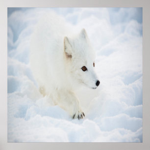 Poster Un mignon petit renard blanc arctique marchant dan