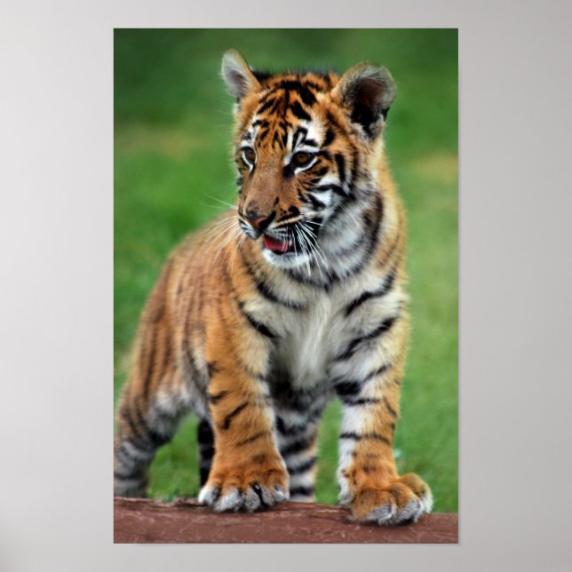 Poster Un mignon petit tigre (Devant)