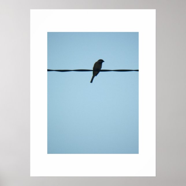 Poster Un oiseau/Poster (Devant)