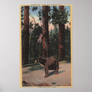 Poster Un ours Brown dans les bois