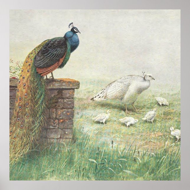 Poster Un paon bleu et un paon blanc avec des poussins (Devant)