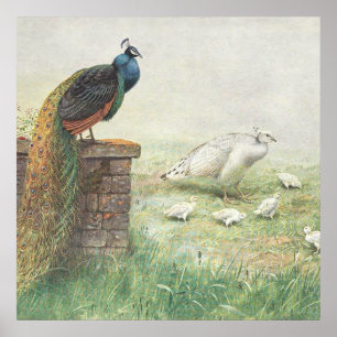 Poster Un paon bleu et un paon blanc avec des poussins