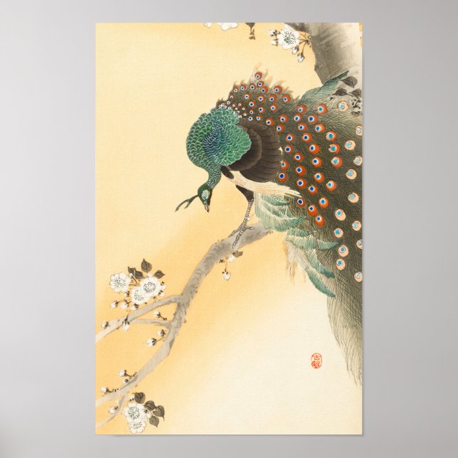 Poster Un paon sur un arbre en fleurs de cerisiers par Oh (Devant)