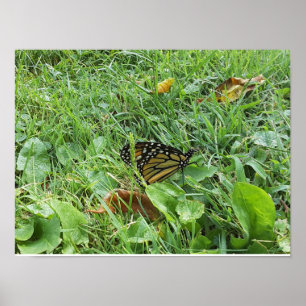 Poster Un papillon monarque