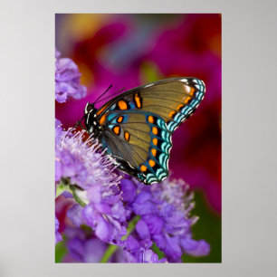 Poster Un papillon swallowtail à épices