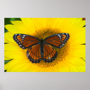 Poster Un papillon vice-roi Limenitis Archippus